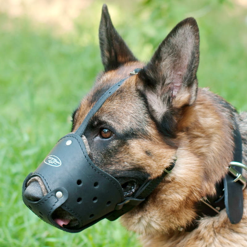 Намордник из кожи для немецкой овчарки «Trained dog»